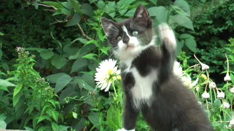 Two little kitten playing Stock Footage 36678813