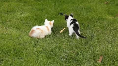 Two little kitten playing on the grass Stock Footage 86399990