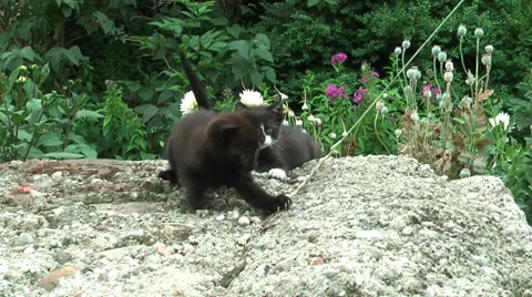 Two little kitten playing on a stone Stock Footage 36678964