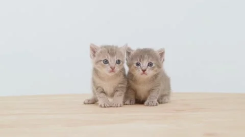 Two little kittens Stock Footage 222739459