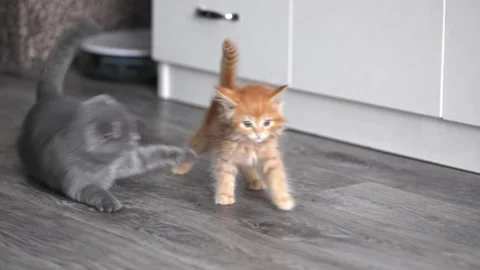 Two little kittens gray and red play Stock-Footage 195612848