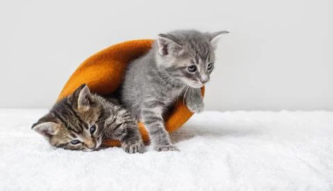 Two little kittens Stock Photos