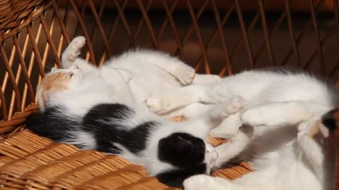 Two little kittens play with each other and with their mom 스톡 동영상 147504763