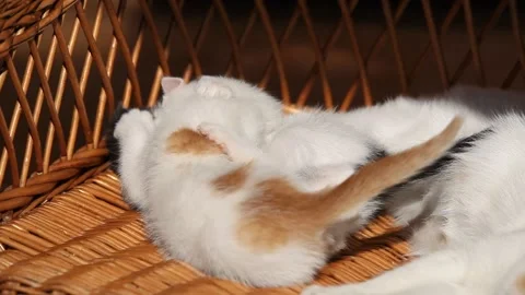 Two little kittens play with each other in the sunshine Stock Footage 147504902