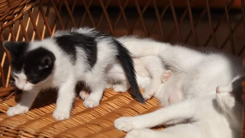 Two little kittens play with each other 스톡 동영상 147504960