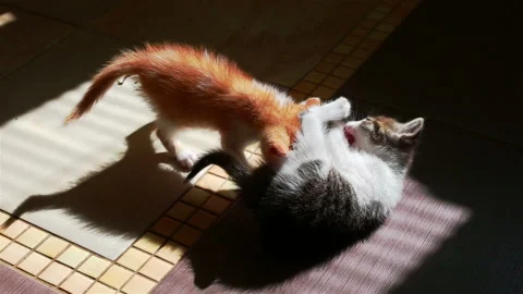 Two Little Kittens Playing with Each Other Wrestling Small Cats Stock Footage 94811047