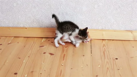 Two Little Kittens Playing with Each Other Wrestling Small Cats Stock Footage 94915929