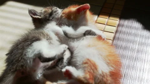 Two Little Kittens Playing with Each Other Wrestling Small Cats Stock Footage 94953984