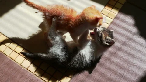 Two Little Kittens Playing with Each Other Wrestling Small Cats Stock Footage 95321168