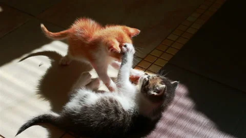 Two Little Kittens Playing with Each Other Wrestling Small Cats Stock Footage 95466175