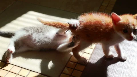 Two Little Kittens Playing with Each Other Wrestling Small Cats Stock Footage 95936182
