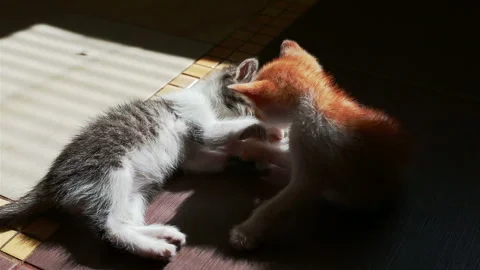 Two Little Kittens Playing with Each Other Wrestling Small Cats Stock Footage 97112323