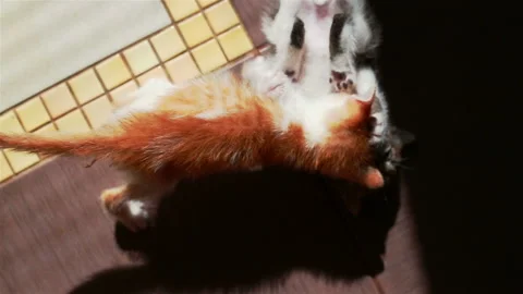 Two Little Kittens Playing with Each Other Wrestling Small Cats Stock Footage 103193995