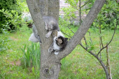 Two little kittens on the tree. Stock Photos