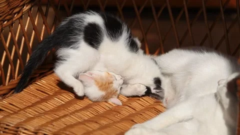 Two little kitty play with each other in the sunshine 스톡 동영상 147505058