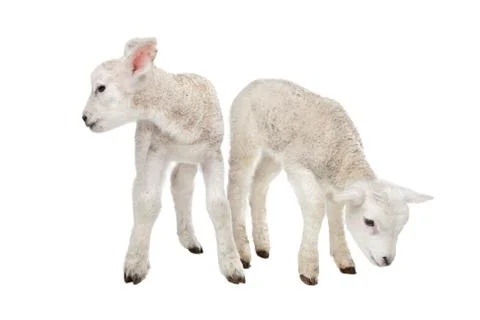 Two little lambs Stock Photos