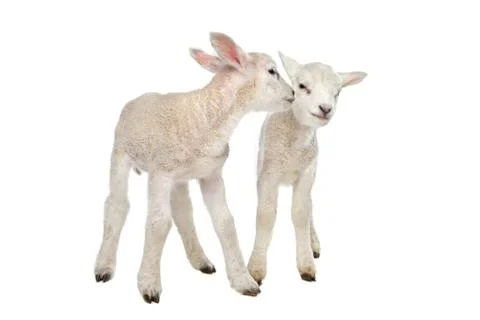Two little lambs Stock Photos