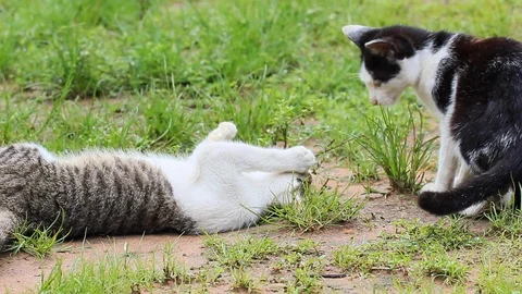 Two little on the lawn. Stock Footage 114782030