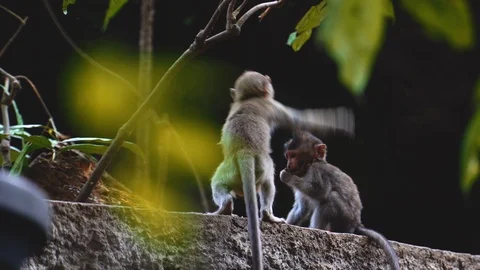 Two little Long-Tailed monkey play each other and depict sexual intercourse Stock Footage 119226759