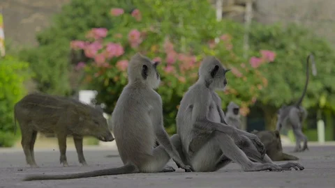 Two little monkeys and one pig Stock Footage 128505070
