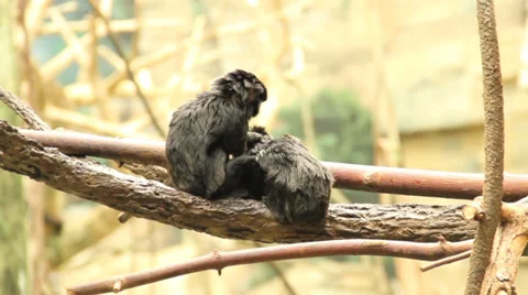 Two Little Monkeys Stock Footage 33540052