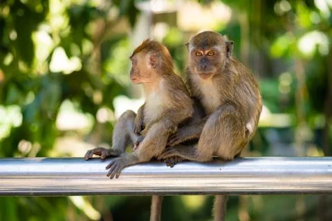 Two little monkeys hug while sitting on a fence Stock Photos