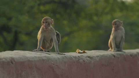 Two Little Monkeys Looking Around Slow-motion In Delhi, India Stock Footage 148676942