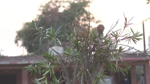 Two Little Monkeys Sitting on Tree Branch Stock Footage 321025512
