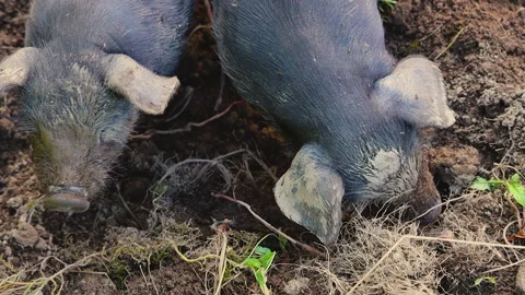 Two little Pigs Cute Piglets Outdoors On The Farm bird's eye view Stock Footage 217433214