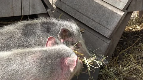 Two little pigs 库存影片 90228488