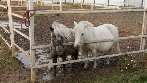 Two little ponies Stock-Footage 126080335