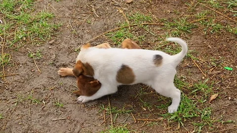 Two little puppies mongrels play, somersault, bite in the yard. Stock Footage 150102977