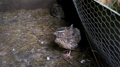 Two little quail in a cage Stock Footage 149436664