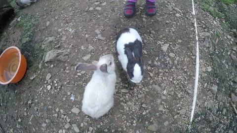 Two Little rabbit in the garden Video stock 99578101