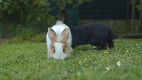 Two little rabbits approach the camera. Stock Footage 204088749