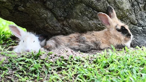 Two little rabbits resting under the tree Video stock 119221208