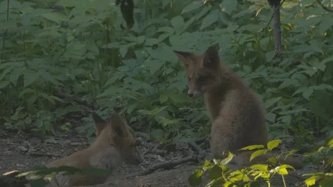 Two little Red Fox (Vulpes vulpes). Stock Footage 104559057