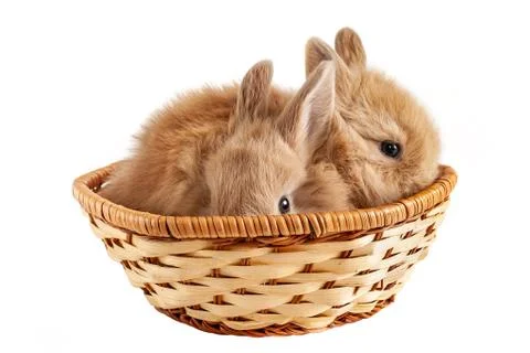 Two little red rabbits scaredly sits in a basket Stock Photos