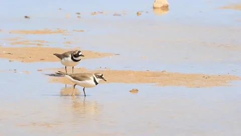 Two Little Ringed Plover eating on a wetland. Charadrius dubius. Small plover. Stock Footage 171679919