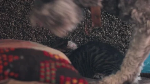 Two little scared kittens and a dog, first contact 库存影片 167330030