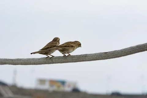 Two little sparrows Stock Photos