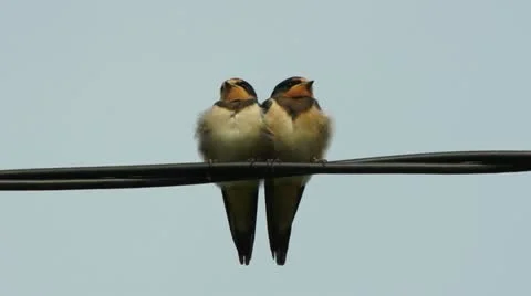 Two little swallow birds on wires Видео 11392319