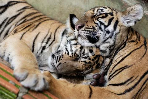 Two little tigers hugging while sleeping Stock Photos