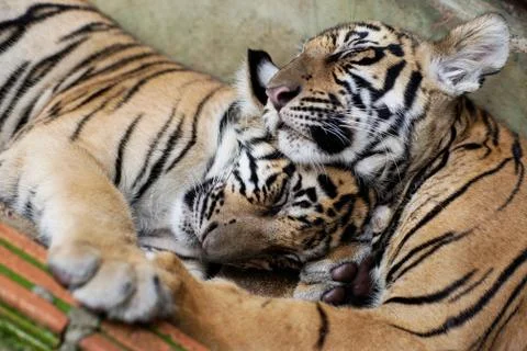 Two little tigers hugging while sleeping Foto stock