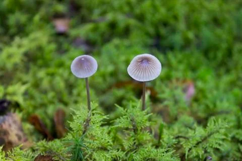 Two little toadstools on a soft green moss in the autumn forest. fly agaric.  Stock Photos