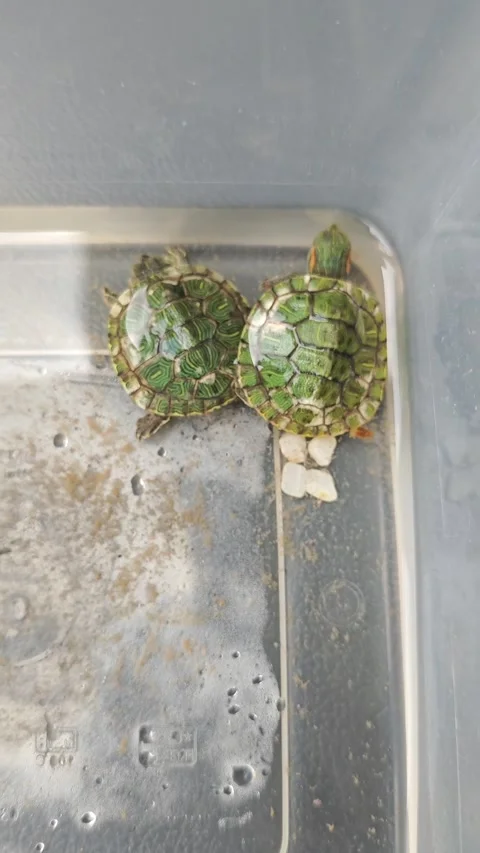 Two little tortoises Stock Footage 316209535