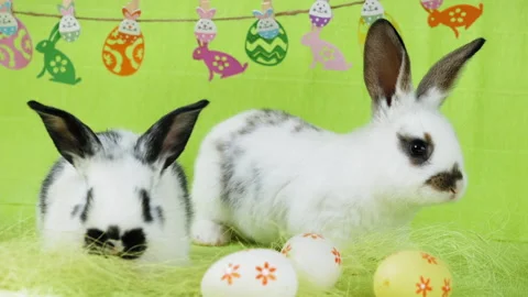 Two little white Easter bunny with black ears sitting on a green background Stock Footage 280384222