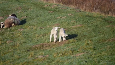 Two little white lambs playing in the pasture Stock Footage 149614883