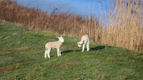 Two little white lambs playing in the pasture Stock Footage 149615206