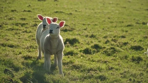 Two little withe lambs Stock Footage 205478561